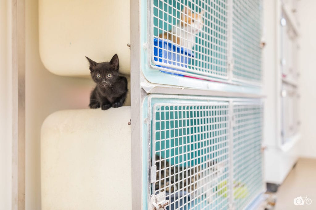 un chaton se cache au refuge SPA du Pays de Saint-Malo