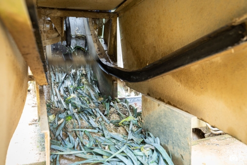 20221018-photoreportage-maraichage-marais-sage©lephotographeambulant-05