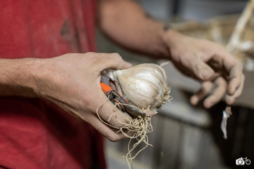 20221018-photoreportage-maraichage-marais-sage©lephotographeambulant-08