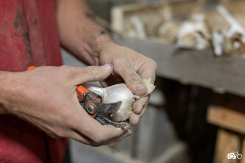 20221018-photoreportage-maraichage-marais-sage©lephotographeambulant-09