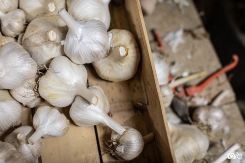 20221018-photoreportage-maraichage-marais-sage©lephotographeambulant-10