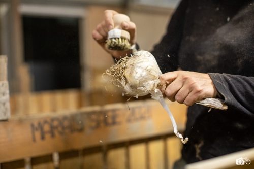 20221018-photoreportage-maraichage-marais-sage©lephotographeambulant-13