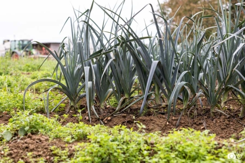 20221018-photoreportage-maraichage-marais-sage©lephotographeambulant-14