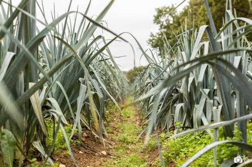 20221018-photoreportage-maraichage-marais-sage©lephotographeambulant-15