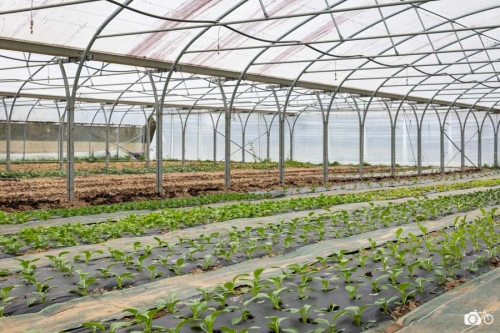 20221018-photoreportage-maraichage-marais-sage©lephotographeambulant-16