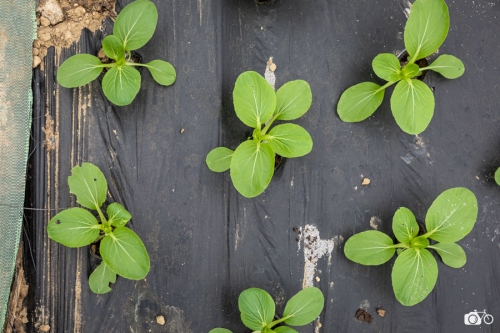 20221018-photoreportage-maraichage-marais-sage©lephotographeambulant-17