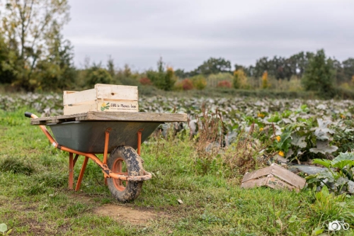 20221018-photoreportage-maraichage-marais-sage©lephotographeambulant-18