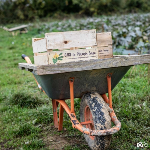 20221018-photoreportage-maraichage-marais-sage©lephotographeambulant-20