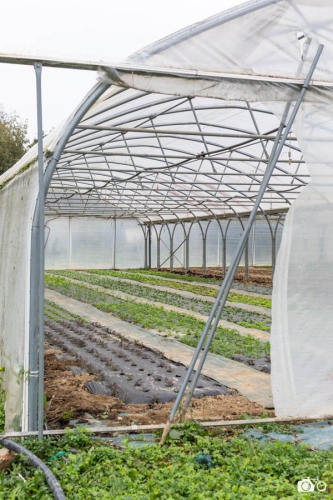 20221018-photoreportage-maraichage-marais-sage©lephotographeambulant-21