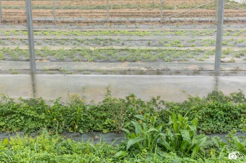 20221018-photoreportage-maraichage-marais-sage©lephotographeambulant-22