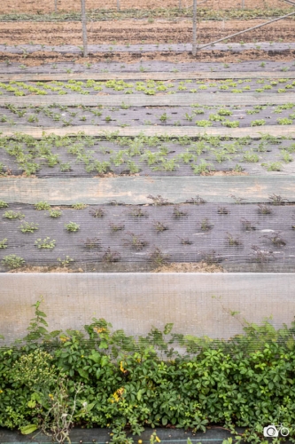 20221018-photoreportage-maraichage-marais-sage©lephotographeambulant-23