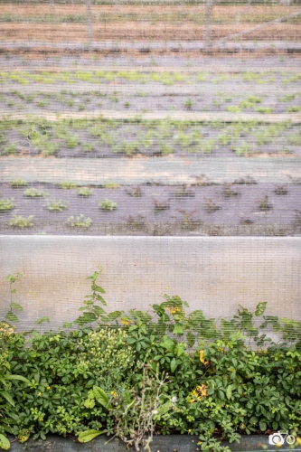 20221018-photoreportage-maraichage-marais-sage©lephotographeambulant-24