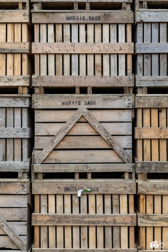 20221018-photoreportage-maraichage-marais-sage©lephotographeambulant-27