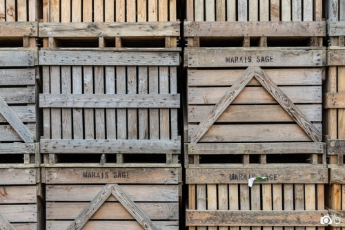 20221018-photoreportage-maraichage-marais-sage©lephotographeambulant-28