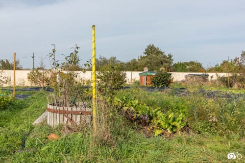 20221019-photoreportage-maraichage-jardin-1000-pas©lephotographeambulant-07