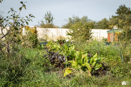 20221019-photoreportage-maraichage-jardin-1000-pas©lephotographeambulant-08