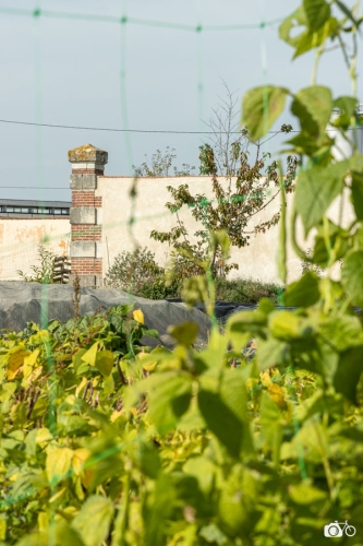 20221019-photoreportage-maraichage-jardin-1000-pas©lephotographeambulant-09