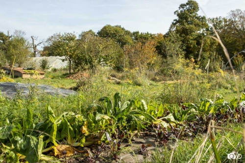 20221019-photoreportage-maraichage-jardin-1000-pas©lephotographeambulant-10