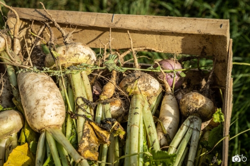 20221019-photoreportage-maraichage-jardin-1000-pas©lephotographeambulant-11
