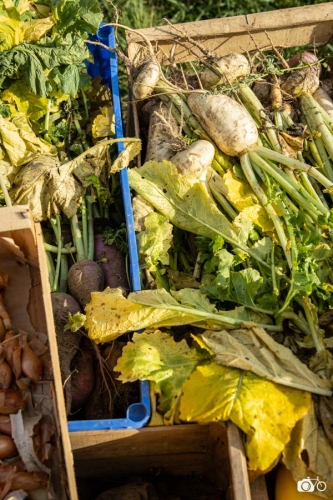 20221019-photoreportage-maraichage-jardin-1000-pas©lephotographeambulant-12