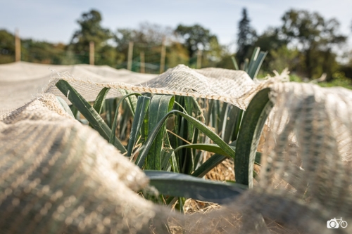 20221019-photoreportage-maraichage-jardin-1000-pas©lephotographeambulant-17