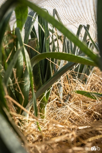 20221019-photoreportage-maraichage-jardin-1000-pas©lephotographeambulant-18