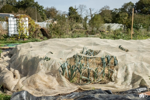 20221019-photoreportage-maraichage-jardin-1000-pas©lephotographeambulant-20