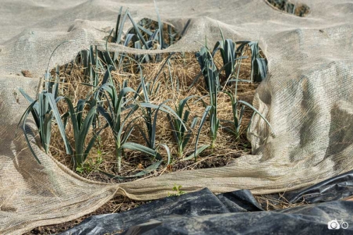 20221019-photoreportage-maraichage-jardin-1000-pas©lephotographeambulant-21