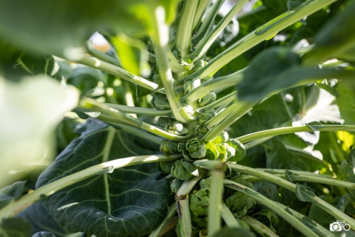 20221019-photoreportage-maraichage-jardin-1000-pas©lephotographeambulant-22