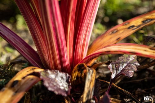 20221019-photoreportage-maraichage-jardin-1000-pas©lephotographeambulant-23