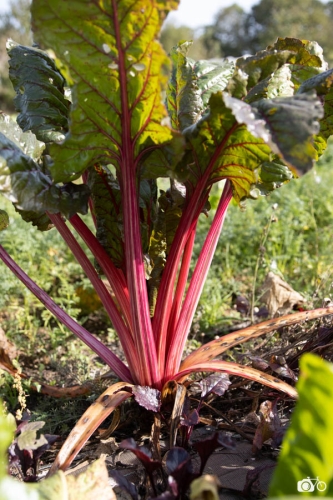 20221019-photoreportage-maraichage-jardin-1000-pas©lephotographeambulant-24