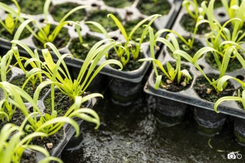 20221019-photoreportage-maraichage-jardin-1000-pas©lephotographeambulant-27