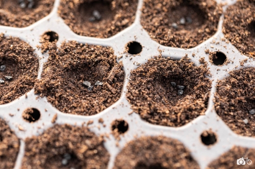 20221019-photoreportage-maraichage-jardin-1000-pas©lephotographeambulant-28