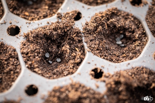 20221019-photoreportage-maraichage-jardin-1000-pas©lephotographeambulant-30