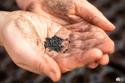 20221019-photoreportage-maraichage-jardin-1000-pas©lephotographeambulant-32