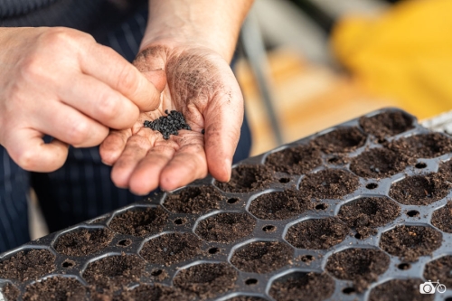 20221019-photoreportage-maraichage-jardin-1000-pas©lephotographeambulant-33