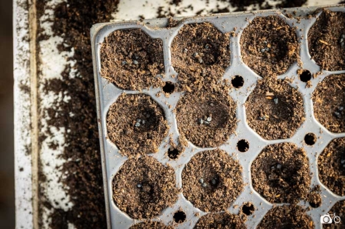 20221019-photoreportage-maraichage-jardin-1000-pas©lephotographeambulant-34