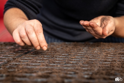 20221019-photoreportage-maraichage-jardin-1000-pas©lephotographeambulant-35