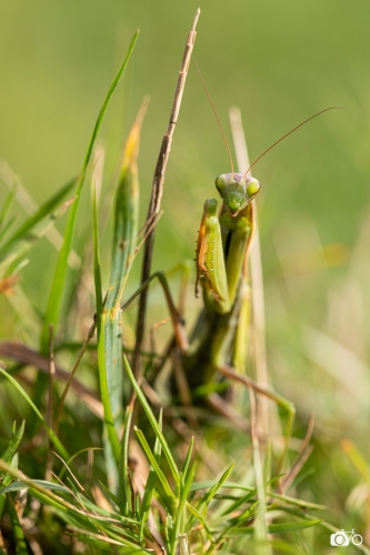 20221019-photoreportage-maraichage-jardin-1000-pas©lephotographeambulant-41