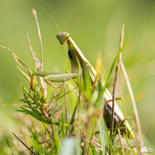 20221019-photoreportage-maraichage-jardin-1000-pas©lephotographeambulant-43