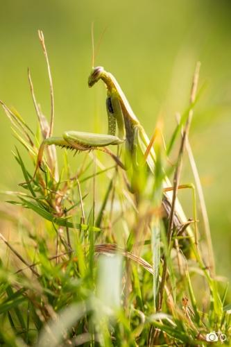 20221019-photoreportage-maraichage-jardin-1000-pas©lephotographeambulant-44