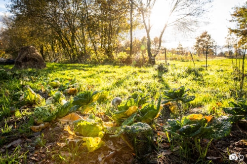 photoreportage-maraichage-Toucane©lephotographeambulant-32