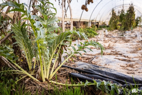 photoreportage-maraichage-Toucane©lephotographeambulant-33