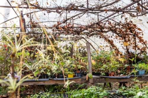 photoreportage-maraichage-Toucane©lephotographeambulant-50